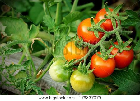 Cherry tomatoes bunch in the garden selective focus