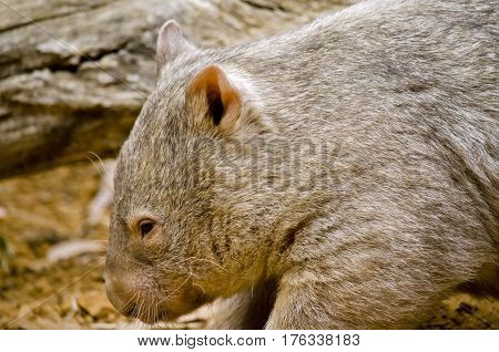 this is a close up of a common wombat