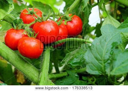 Ripe red tomatoes on green bush selective focus