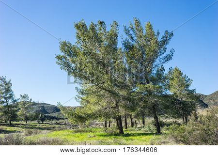 Pines In California Mountain Meadow
