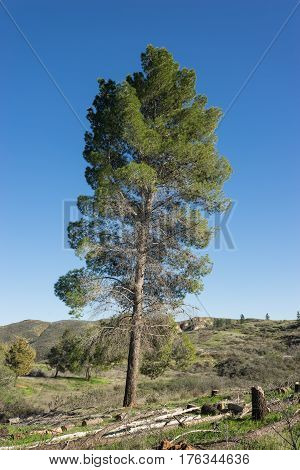 Tall California Meadow Pine
