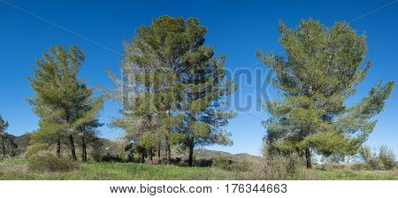 Line Of California Pine Trees