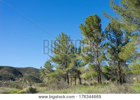 Clump Of California Pines