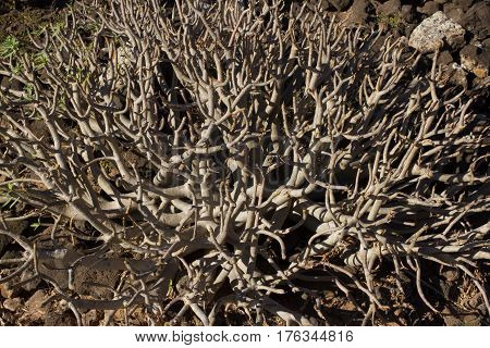 Arid territory of Lobos island, Canary, Spain. Euphorbia balsamifera plant. Tabaiba dulce. Lanzarote symbol