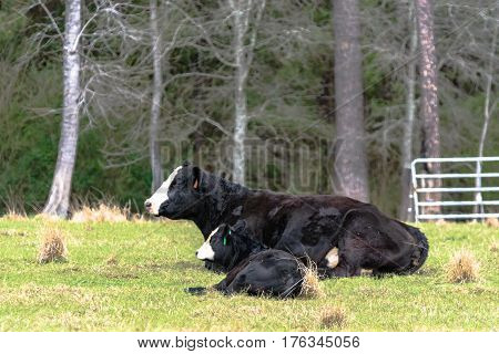 Black and white Angus crossbred cow and calf lying down in a pasture with trees in the background