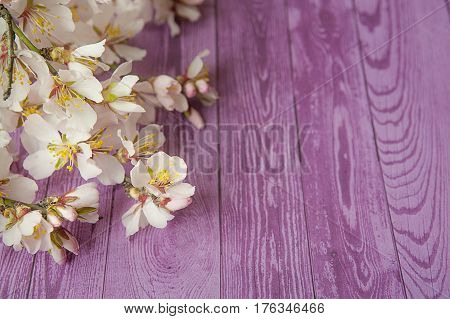 Spring flowering branch on wooden background. peach blossoms