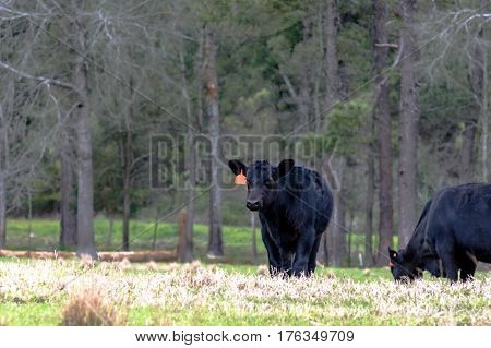 Black Angus calves in an early spring pasture with bare trees in the background