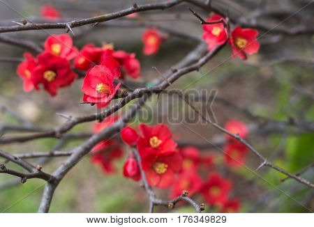 Red Chaenomeles japonica flowers on the brunch without leaves in the winter park in Australia