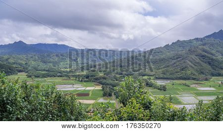 Hanalei Valley Taro fields on the Hawaiian island of Kauai. The Hanalei Valley has been an important agricultural site for as long as people have populated Kauai.