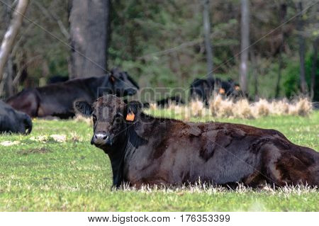 Black Angus cow lying down chewing its cud with other cows lying down in the background