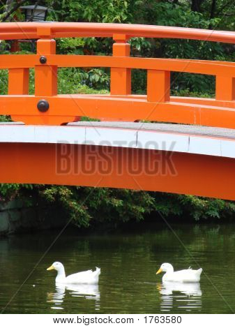 Kyoto-broen Wit ænder