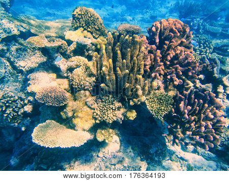 Coral Reef In Somosomo Strait Off The Coast Of Taveuni Island, Fiji