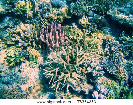 Coral Reef In Somosomo Strait Off The Coast Of Taveuni Island, Fiji