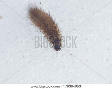 Small fuzzy brown caterpillar on old snow in late winter macro selective focus shallow DOF.