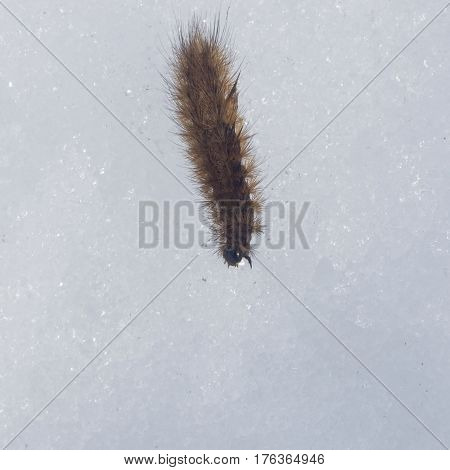 Small fuzzy brown caterpillar on old snow in late winter macro selective focus shallow DOF.