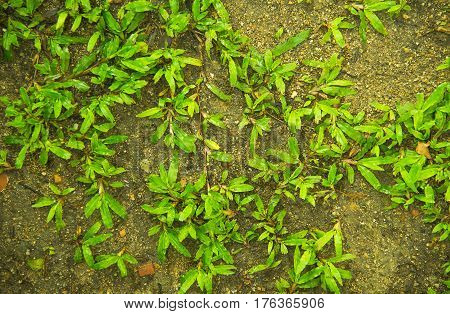 Pests and disease cause amount of damage to green lawns, lawn in bad condition and need maintaining