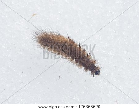Small fuzzy brown caterpillar on old snow in late winter macro selective focus shallow DOF.
