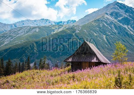 Summer view to Hala Gasienicowa in valley, Tatra mountains Zakopane Poland