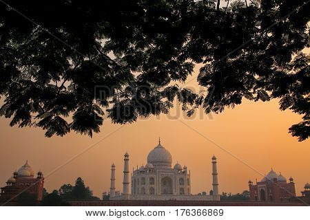 View Of Taj Mahal Framed By A Tree Crown At Sunset, Agra, Uttar Pradesh, India