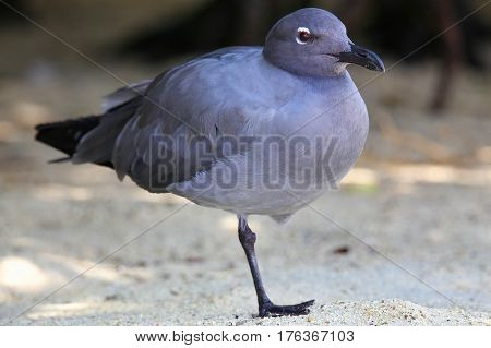 Lava Gull On Genovesa Island, Galapagos National Park, Ecuador