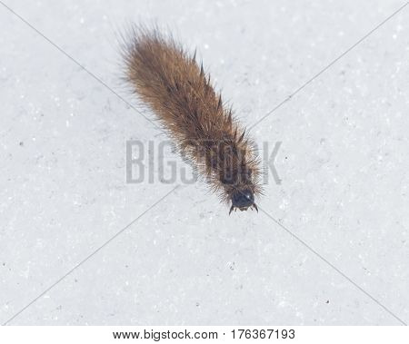 Small fuzzy brown caterpillar on old snow in late winter macro selective focus shallow DOF.