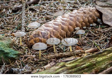Strobilurus Esculentus - Edible Mushroom