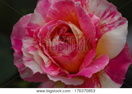 Beautiful and colorful Rose flower in the garden