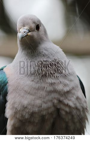 Emerald Dove Green Winged Pigeon
