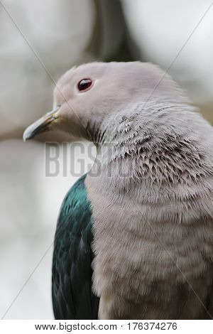 Emerald Dove Green Winged Pigeon