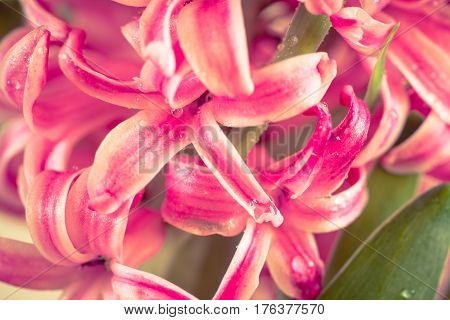 Pink fresh hyacinth close up. Blooming flowers. Spring time. Toned.