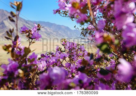 Mountain landscape with rhododendron flowers in the foreground