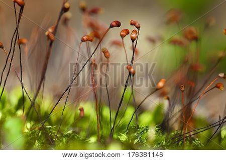 moss spores close up. Extreme close up shoot