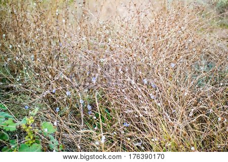 dry buds and stems on a background of green shoots