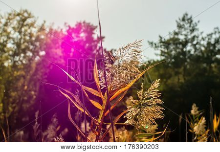 fluffy Heath against the backdrop of a solar flare