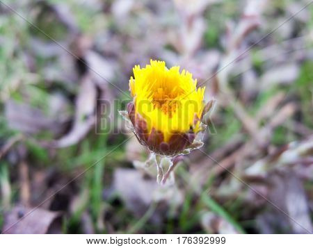 A beautiful yellow bud in half bloom.