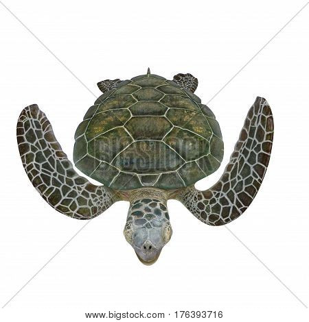 Green Sea Turtle isolated on white background. 3D illustration