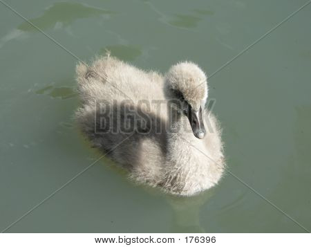 Egret15