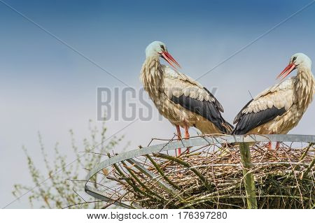 Two storks on the nest at the nest building