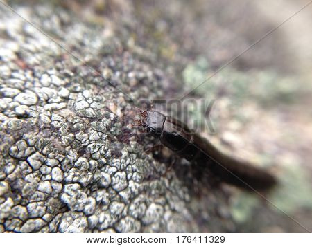 Аrthropod animal on a gray stone in macro.