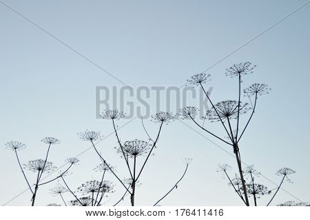 Plant of the umbrellaed family against the sky. Ornamental plant