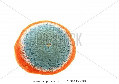 Mold on an orange isolated against white background