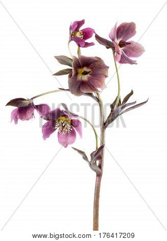 Spring flowers of hellebore isolated on white vertical comosition