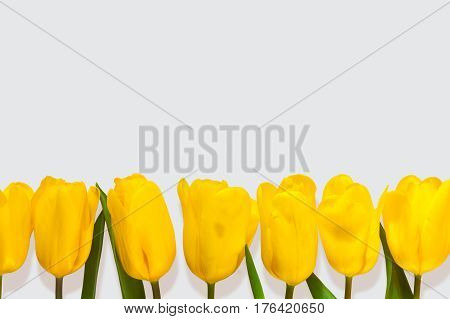 Tulip. Yellow Flowers Tulip Isolated On White Background Top View And Copyspace.