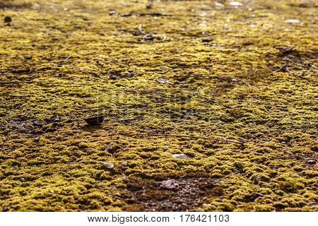 Moss on the asphalt. Moss in the sun. Lichen on the ground. Moss for background.