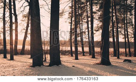 Winter landscape - frosty forest in the sunny evening. Tranquil winter nature in sunlight.