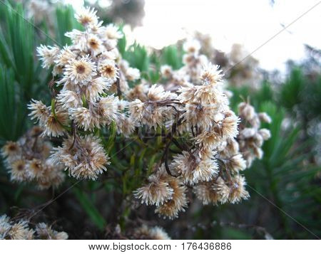 The natural immortal flower from Lawu mountain