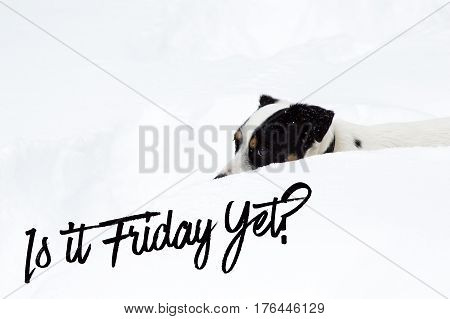 Funny cute snowstorm dog meme with Jack Russell Terrier Buried in snow after snowstorm with words 