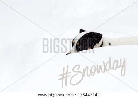 Snow day forecast #snowday cute dog covered in snow photography social
Image for sharing with Jack Russell Terrier buried in deep snow with snowfall covering dog and hashtag #snowday online with copy space and white background