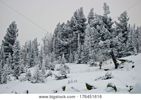 Trees in the snow in the mountains of Siberia