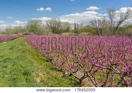 Blossoming peach tree in Aitona, a beautiful town in Catalonia, Spain. Flowers sprout during the spring and the landscape is transformed. The fields flowered transmit sensations positive and of hope.